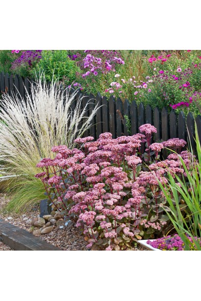 Очиток гібридний Матрона ландшафтний дизайн